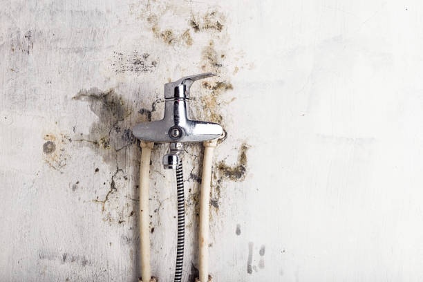 Best Black Mold Removal  in Union, OR