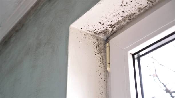 Best Mold Damage Repair  in Union, OR