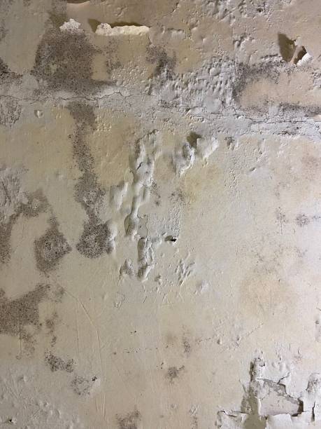 Trusted Union, OR Mold Removal Experts