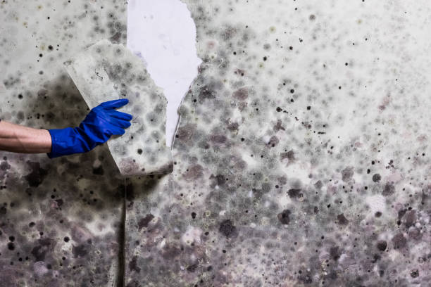 Best Toxic Mold Removal  in Union, OR