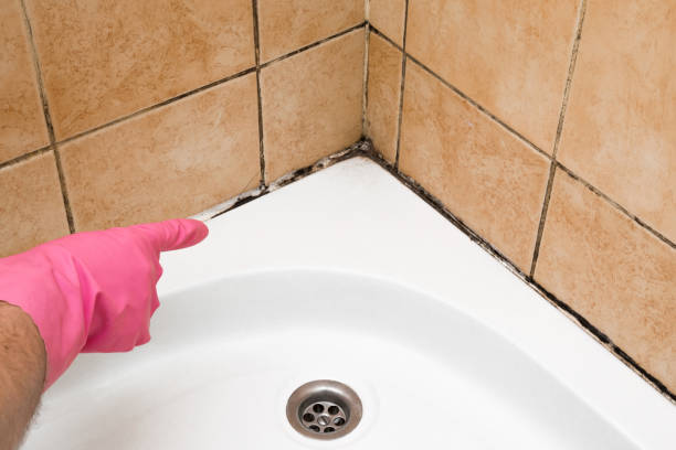 Home Mold Removal in Union, OR