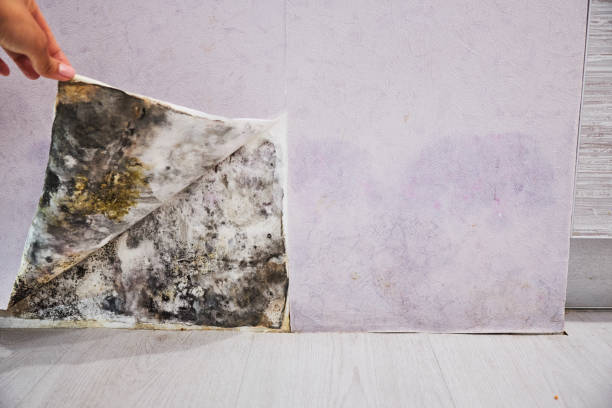 Best Office Mold Removal Services  in Union, OR